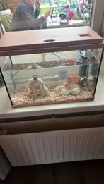 Te koop  ZOLUX compleete aquarium met 2 visjes, Dieren en Toebehoren, Vissen | Aquaria en Toebehoren, Ophalen of Verzenden, Zo goed als nieuw