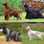 Modellen gezocht, Dieren en Toebehoren, September, Geslacht onbekend