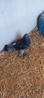 Kropper Gentse Hollandse lokker tilduif, Dieren en Toebehoren, Vogels | Duiven, Meerdere dieren