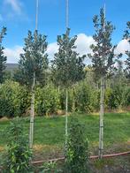 Hoogstam ilex nelly stevens Hulst Groenblijvend, Ophalen