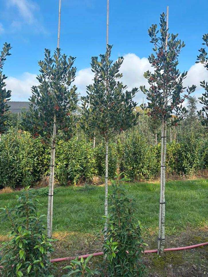 Hoogstam ilex nelly stevens Hulst Groenblijvend, Tuin en Terras, Planten | Bomen, Ophalen