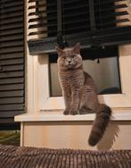 Zorro Ervaren Dekkater ( niet te koop)!, Dieren en Toebehoren, Katten en Kittens | Raskatten | Korthaar, Kater, Ingeënt