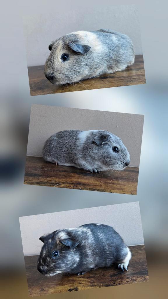 Cavia zeugjes., Dieren en Toebehoren, Knaagdieren, Vrouwelijk, Cavia, September, Tam