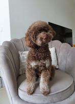 Bijzondere Kleur DEKREU Toypoodle: Choco Tan 🐶 GEZOND, Oktober, Mannelijk