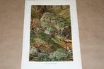 Antieke botanische kleurenlitho - Mossen - Ca 1900 !!, Ophalen of Verzenden