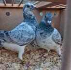 Postduiven, Meerdere dieren, Postduif