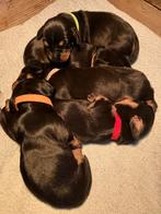 Mooie ruwharige dwergteckels, Parvo, 8 tot 15 weken, Meerdere, Meerdere dieren
