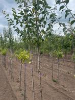 Fruitbomen. Peren . Appels. Pruimen, Ophalen of Verzenden, Lente, Volle zon, Overige soorten