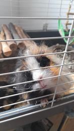 2 cavia's lang en kortharige, twee jongens Incl. Kooi, Dieren en Toebehoren, Knaagdieren, Mannelijk, Cavia, Tam