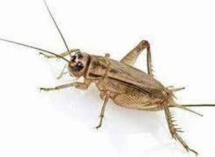 Voedseldieren te bestellen bij csreptiles Venlo, Dieren en Toebehoren, Reptielen en Amfibieën | Toebehoren, Nieuw, Ophalen of Verzenden