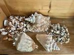 Diverse schelpen, Ophalen of Verzenden, Schelp(en)