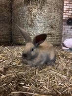 Lotharinger konijn groot soort, Dieren en Toebehoren, Konijnen, Vrouwelijk, Groot, 0 tot 2 jaar