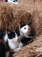 2 Boerderij kittens te koop, Kater