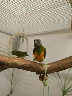 Tamme bonte, Meerdere dieren, Papegaai, Geringd