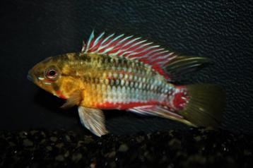 Nieuw binnen!!! Koppels Apistogramma Hongsloi red XL!!! beschikbaar voor biedingen