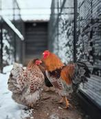 Broedeieren wyandotte op voorraad, Dieren en Toebehoren, Pluimvee, Geslacht onbekend, Kip