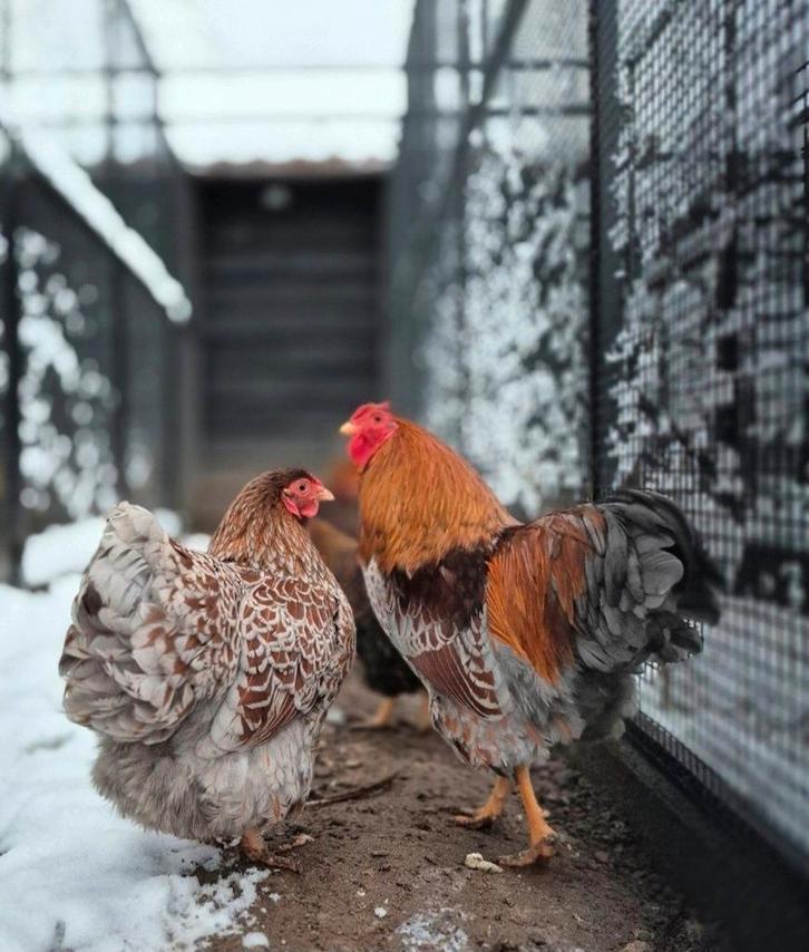 127 Broedeieren wyandotte krielkip op voorraad, Dieren en Toebehoren, Pluimvee, Kip, Geslacht onbekend