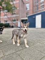 Nog 1 lieve Husky-pup beschikbaar, klaar om te verhuizen, Rabiës (hondsdolheid), 8 tot 15 weken, Poolhond, Meerdere