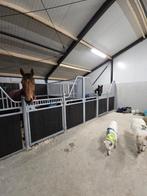 Stalling aangeboden!, Dieren en Toebehoren, Stalling en Weidegang, Weidegang