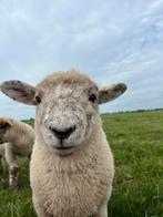 Mooie Herdwick lammeren | Rammen en ooien, Dieren en Toebehoren, Meerdere dieren, Schaap, 0 tot 2 jaar