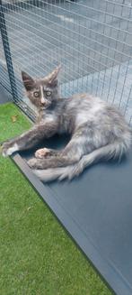 Maine Coon kittens met Stamboom, Dieren en Toebehoren, Katten en Kittens | Raskatten | Langhaar, Meerdere dieren, Gechipt, 0 tot 2 jaar