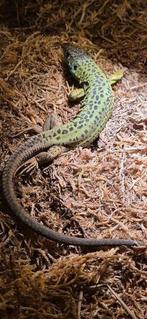Prachtige Lacerta schreiberi vrouw NK2024, Dieren en Toebehoren, Reptielen en Amfibieën, Hagedis, 0 tot 2 jaar