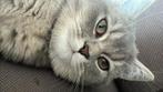 Britse Korthaar kitten 5 maanden oud., Poes