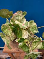 Begonia Rouge Variegata p13 (3)