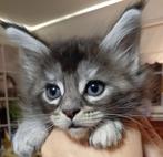 Maine coon poesje stamboom, Dieren en Toebehoren, Katten en Kittens | Raskatten | Langhaar, Poes, Gechipt, 0 tot 2 jaar