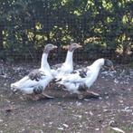 Fantastisch koppel twentse Landganzen 2024 - gans ganzen, Dieren en Toebehoren, Pluimvee, Meerdere dieren, Gans of Zwaan