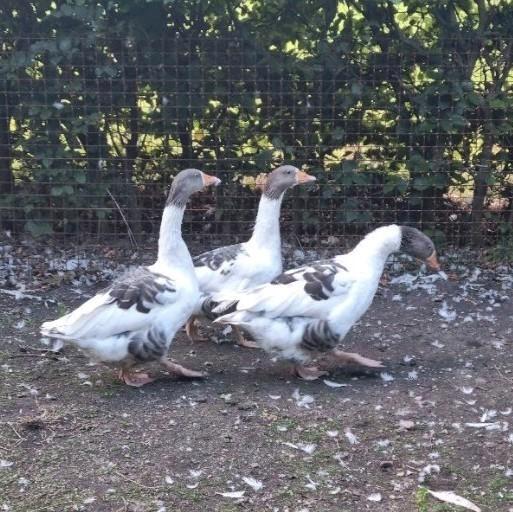 Fantastisch koppel twentse Landganzen 2024 - gans ganzen, Dieren en Toebehoren, Pluimvee, Gans of Zwaan, Meerdere dieren