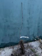 Bloedappel ‘Veralma’, Tuin en Terras, Planten | Fruitbomen, Ophalen of Verzenden, Minder dan 100 cm, Appelboom, Lente