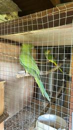 Drie halsband parkiet te koop geelstaart geelkop, Dieren en Toebehoren, Vogels | Parkieten en Papegaaien, Geslacht onbekend, Parkiet