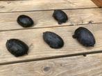 Kweekgroep muskusschildpadden, Dieren en Toebehoren, Reptielen en Amfibieën, Schildpad