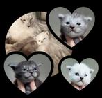 Maine Coon kittens (ID + garantiecontract), Dieren en Toebehoren, Katten en Kittens | Raskatten | Langhaar