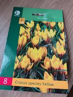 Gratis af te halen: krokus bollen 8 stuks, Tuin en Terras, Bloembollen en Zaden, Ophalen, Volle zon