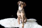 Evi is in Nederland te bezoeken, Dieren en Toebehoren, Honden | Niet-rashonden, Particulier, Rabiës (hondsdolheid), Buitenland