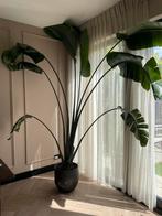 Strelitzia paradijsvogelplant 280h, Huis en Inrichting, Kamerplanten, Ophalen, 200 cm of meer