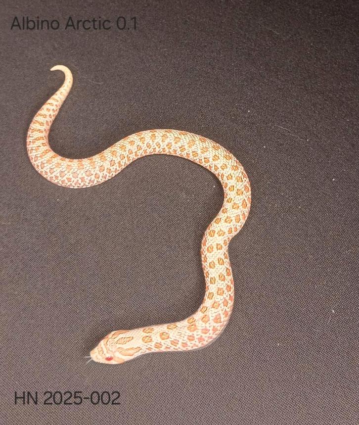 Albino Arcric Haakneus 2025 vrouw