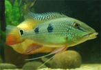 Zuid Amerikaanse Cichliden: Satanoperca daemon, Dieren en Toebehoren, Vissen | Aquariumvissen, Vis, Zoetwatervis