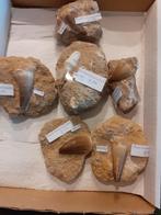 Tanden mosasaurus, Verzamelen, Mineralen en Fossielen, Ophalen of Verzenden, Fossiel
