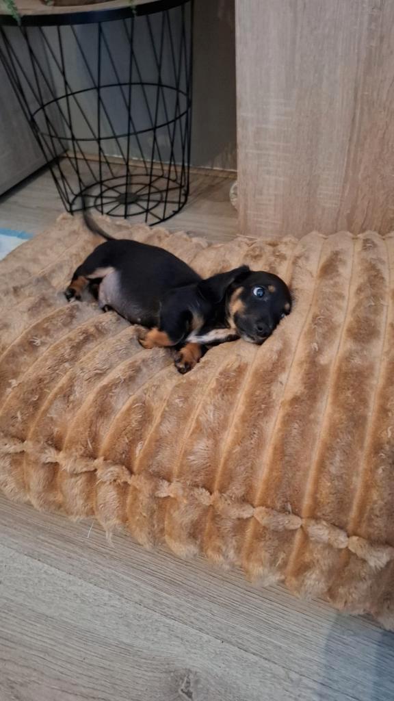 Laatste dwerg teckel pup reutje mag verhuizen, Dieren en Toebehoren, Honden | Teckels en Dashonden, Meerdere dieren, Korthaar