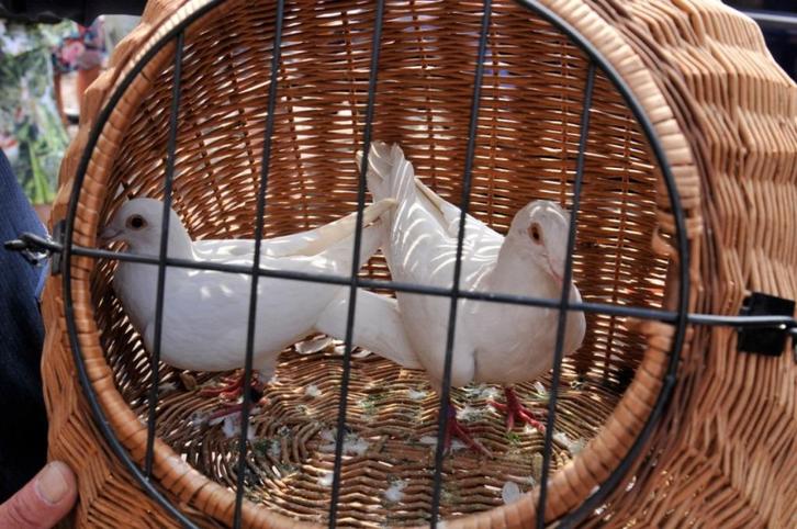 Bruidsduiven trouwduiven duiven bruiloft trouw witte wit xxl, Dieren en Toebehoren, Vogels | Duiven, Overige soorten, Meerdere dieren