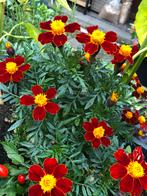 Zaden tagetes Disco Red, Ophalen, Voorjaar, Volle zon, Zaad