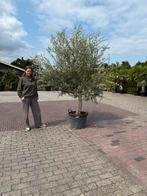 Olijfboom 250cm - Speciale Aanbieding!, Bloeit niet, 100 tot 250 cm, Olijfboom, Ophalen