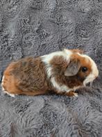 Cavia beertje, Mannelijk, Cavia, Na 1 juli 2024, Tam