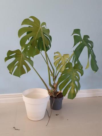 Gratis* grote Monstera kamerplant / gatenplant beschikbaar voor biedingen