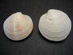Schelpen: Dosinia exoleta   Linnaeus, 1758., Ophalen of Verzenden, Schelp(en)