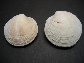 Schelpen: Dosinia exoleta   Linnaeus, 1758. beschikbaar voor biedingen