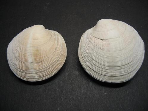 Schelpen: Dosinia exoleta   Linnaeus, 1758., Verzamelen, Mineralen en Fossielen, Schelp(en), Ophalen of Verzenden